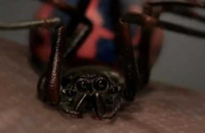 咬中彼得·帕克的那只辐射蜘蛛，还创造了另外2个漫威角色？