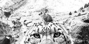 探寻雪豹的足迹：《雪豹和她的朋友们》为保护伞下的自然之美缩略图