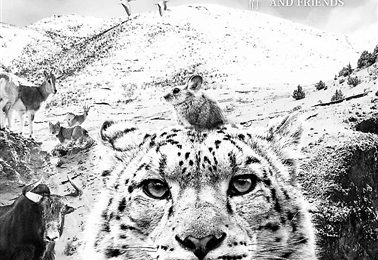 探寻雪豹的足迹：《雪豹和她的朋友们》为保护伞下的自然之美缩略图