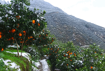 天一冷它就甜！雪里红宝石，嫩爆汁，霜雪甜度顶呱呱，今年真得抢，风味超浓~